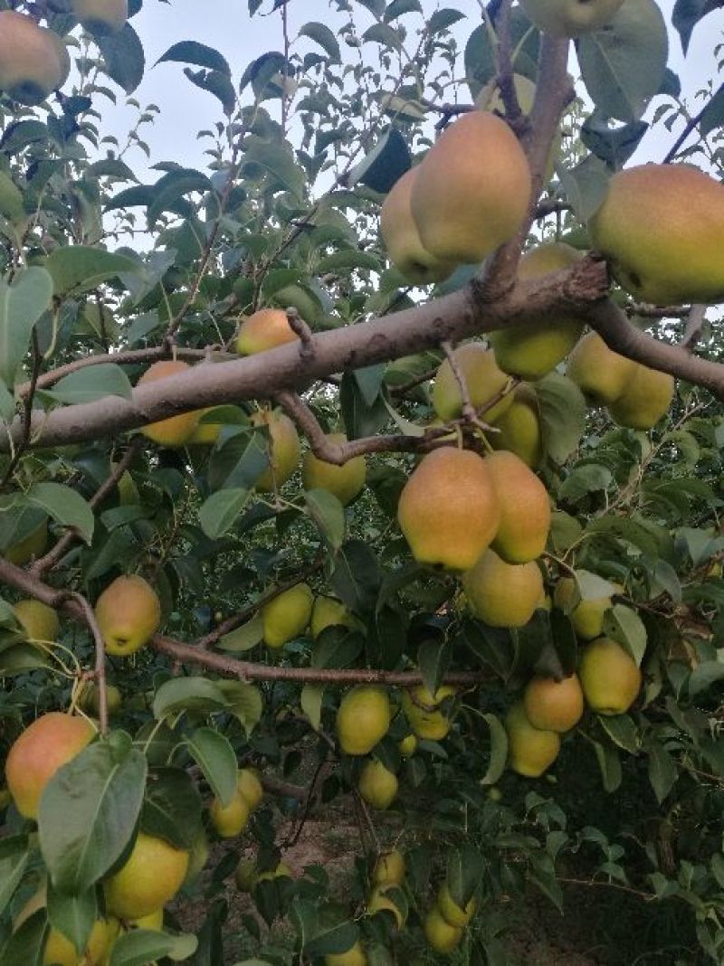 陕西大荔优质红香酥梨价格，红香酥梨基地价格