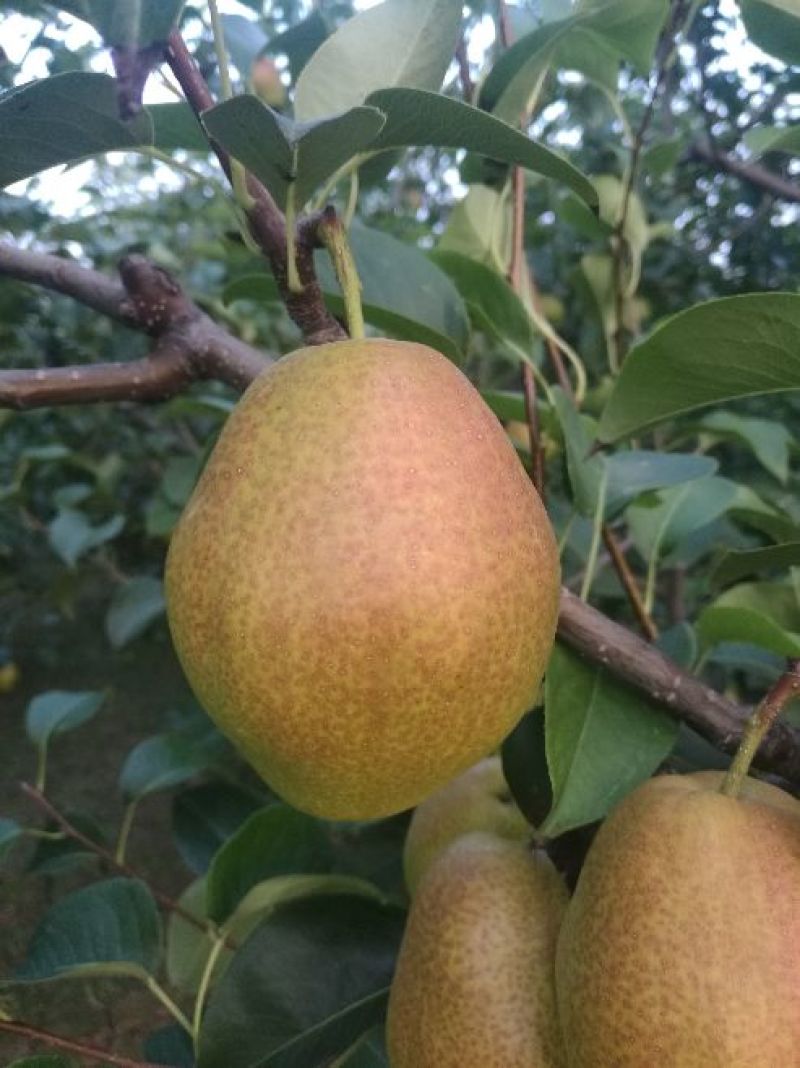 陕西大荔优质红香酥梨价格，红香酥梨基地价格