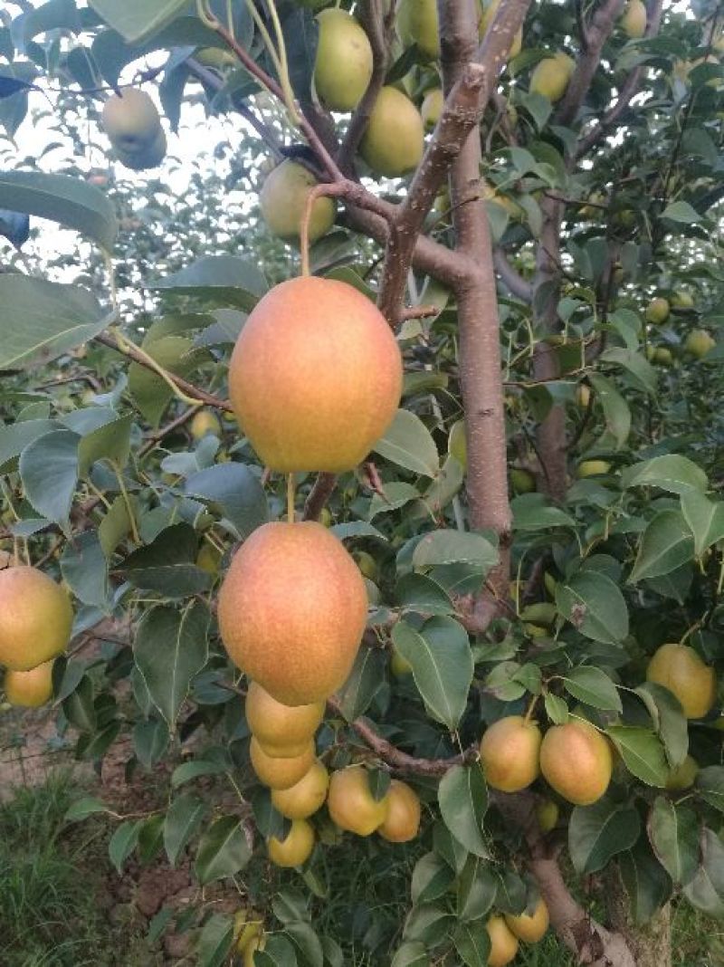陕西大荔优质红香酥梨价格，红香酥梨基地价格