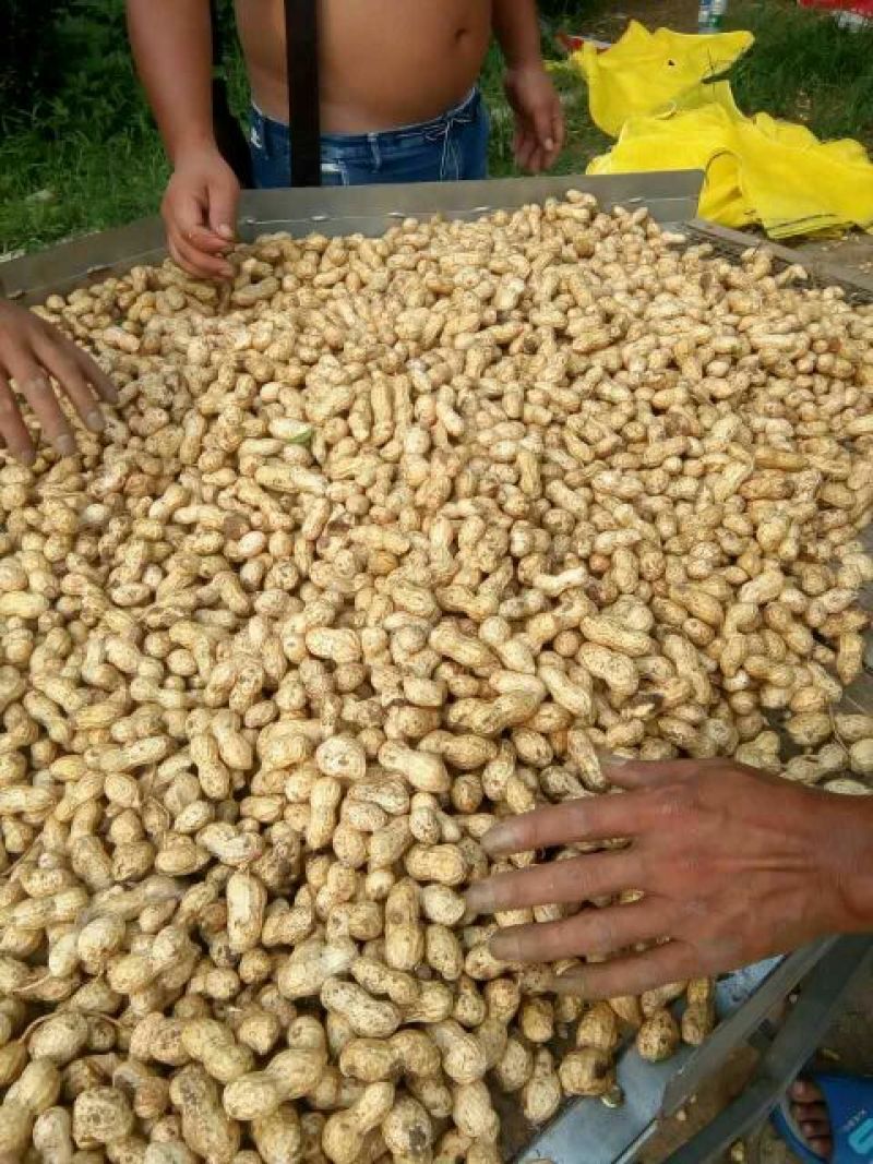 花生鲜货，带壳海花花生，颗粒饱满，过筛手捡，质量好价低