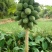 木瓜树苗10~20cm