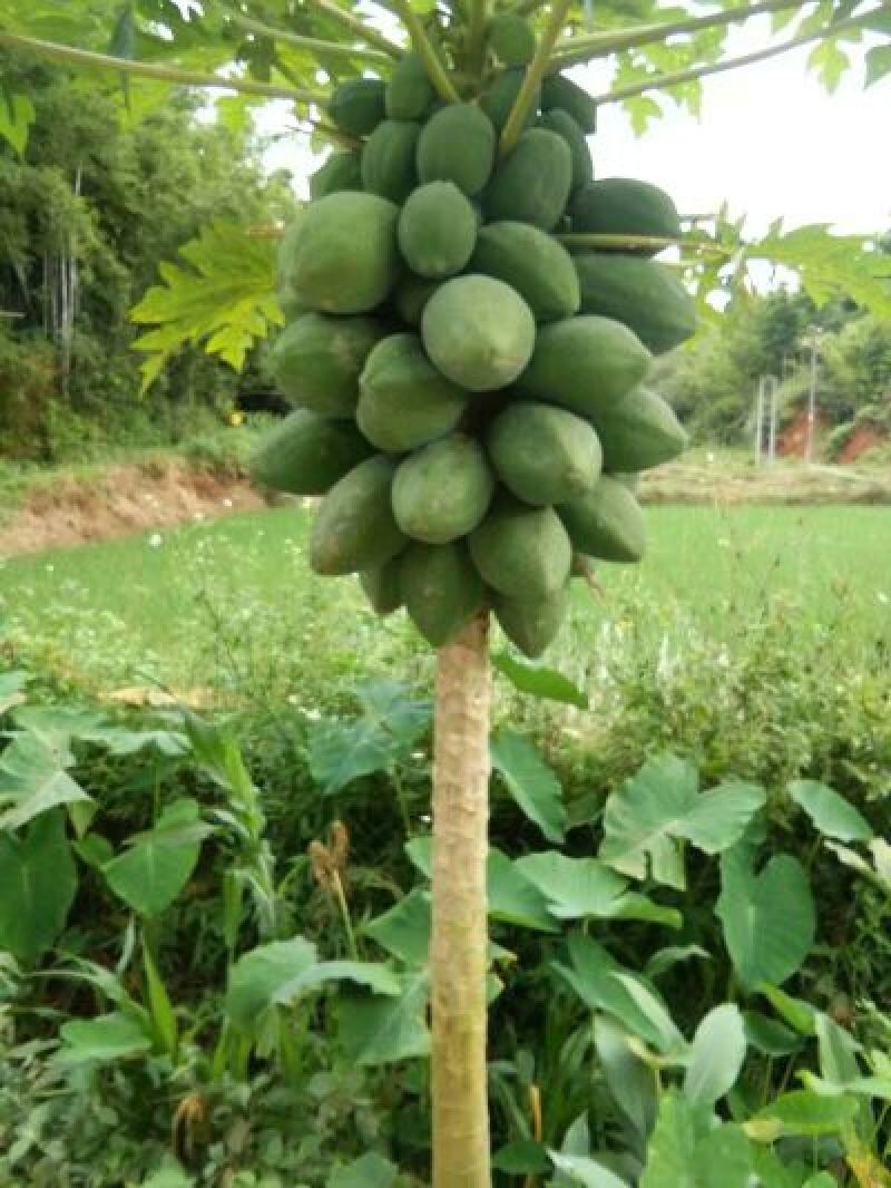 木瓜树苗10~20cm