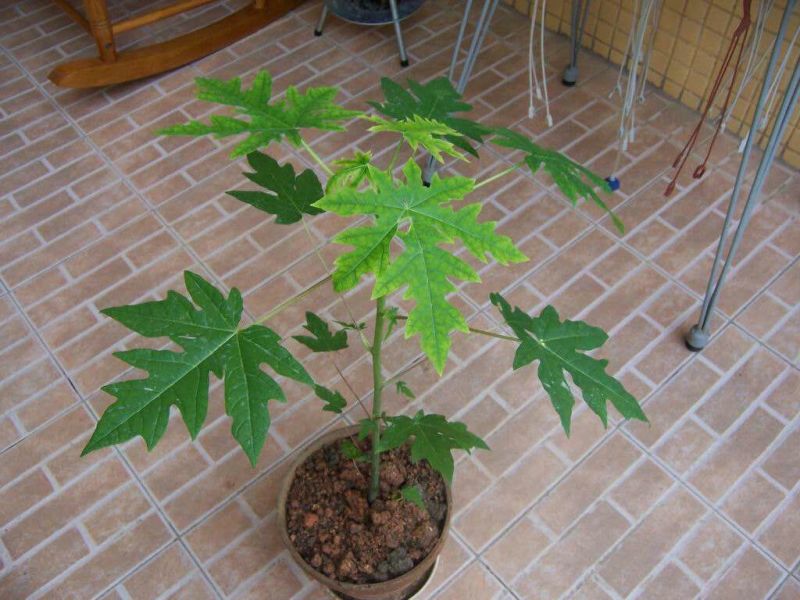 木瓜树苗10~20cm