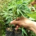 木瓜树苗10~20cm