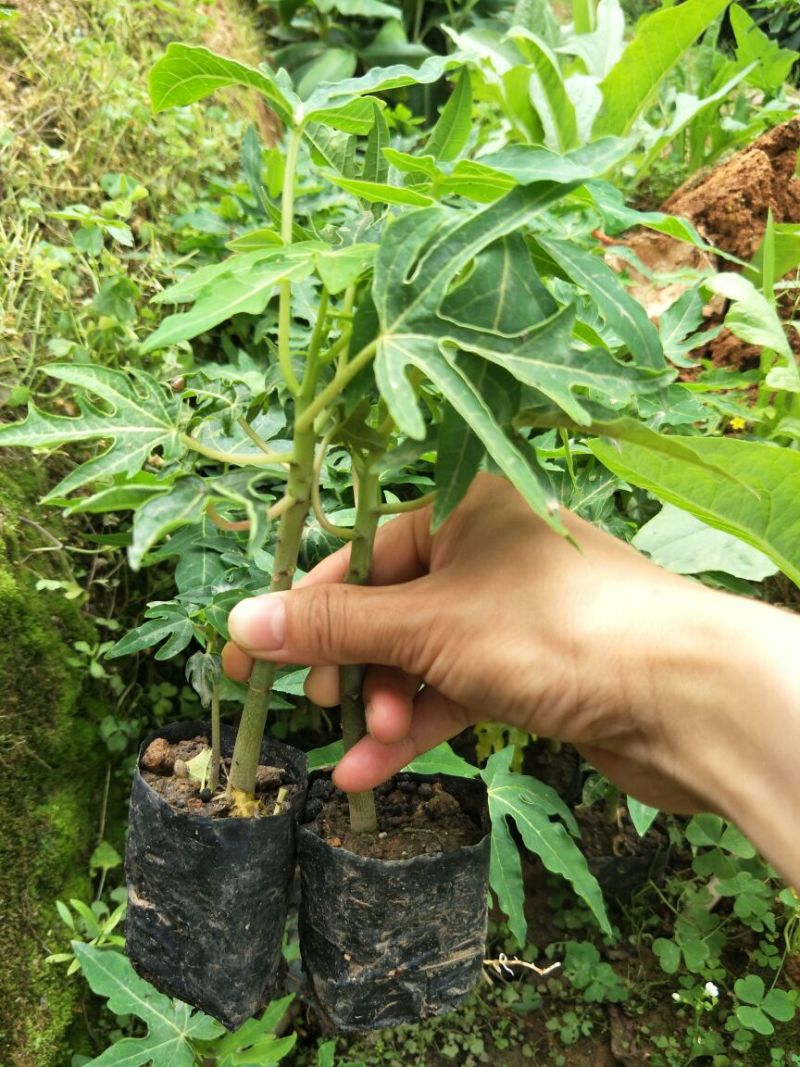 木瓜树苗10~20cm