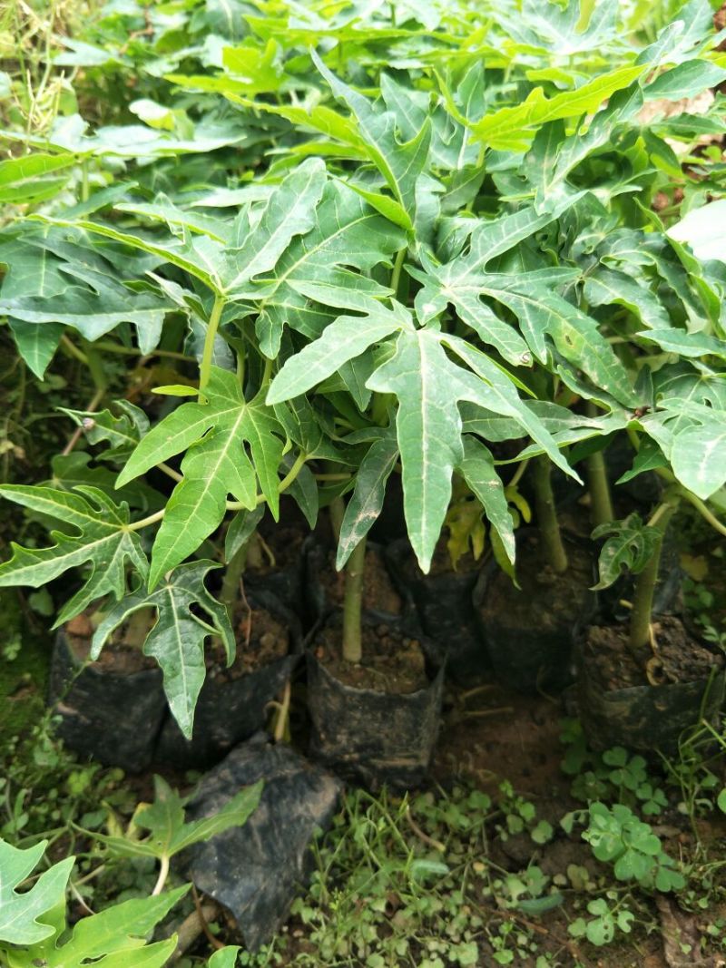 木瓜树苗10~20cm