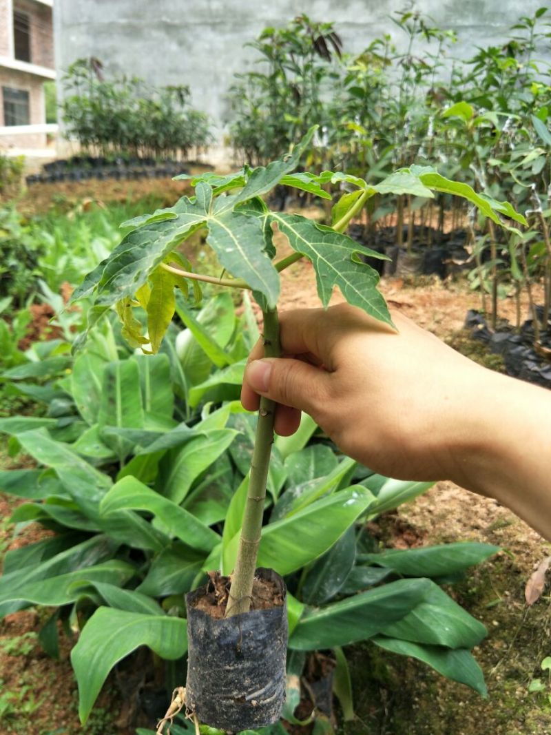 木瓜树苗10~20cm