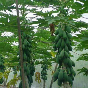 木瓜树苗10~20cm