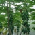 木瓜树苗10~20cm