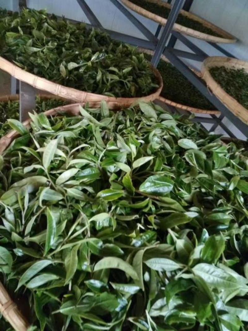 普洱茶一级