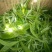 普洱茶一级