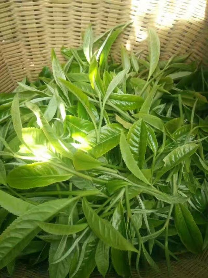 普洱茶一级