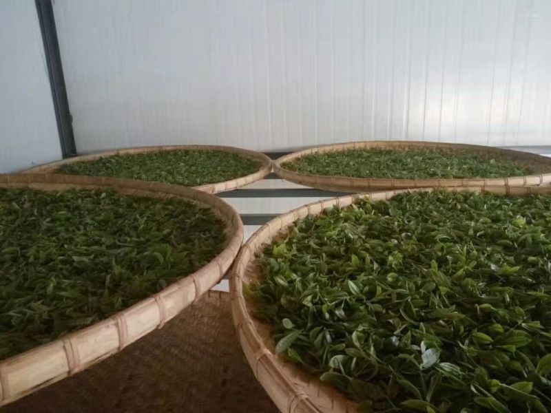 普洱茶一级