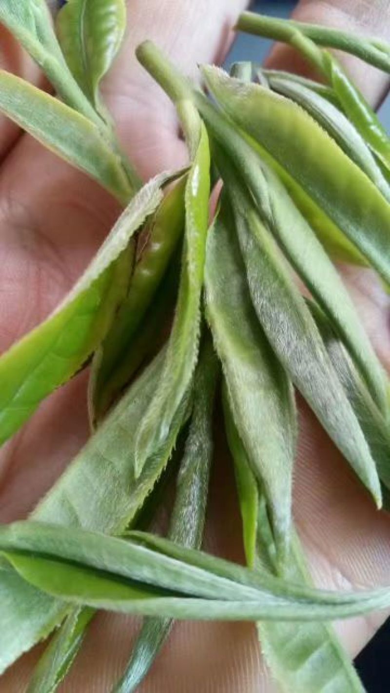 普洱茶一级