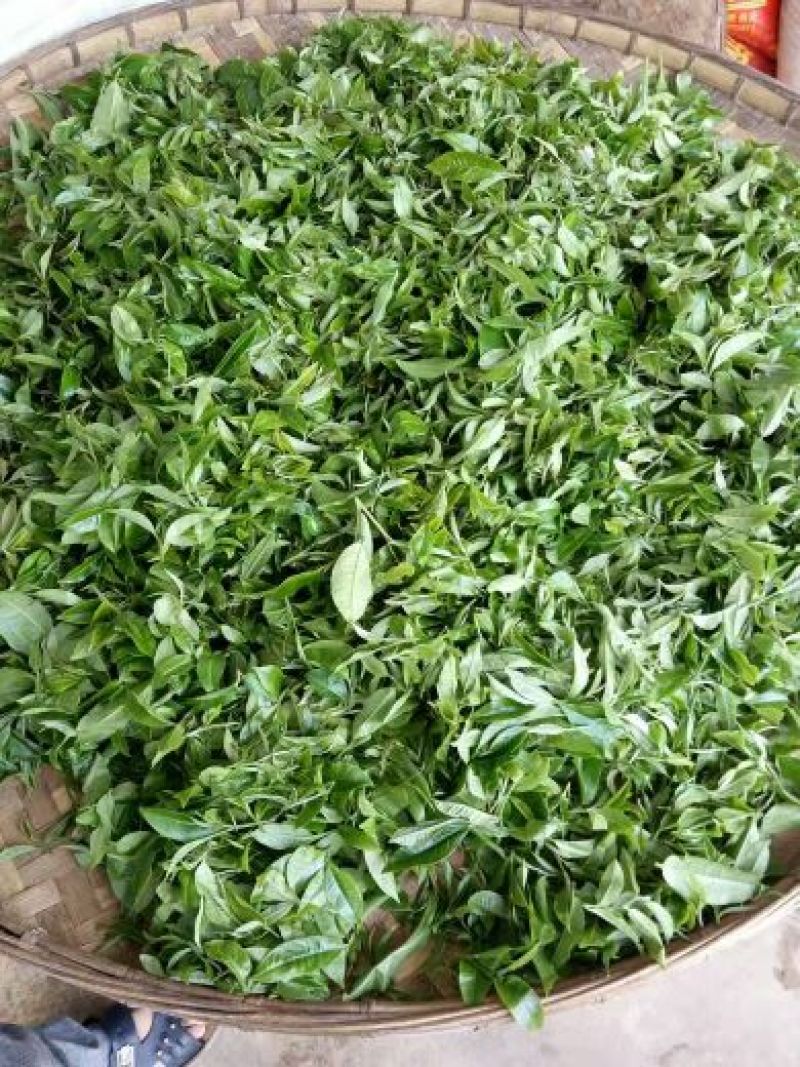 普洱茶一级