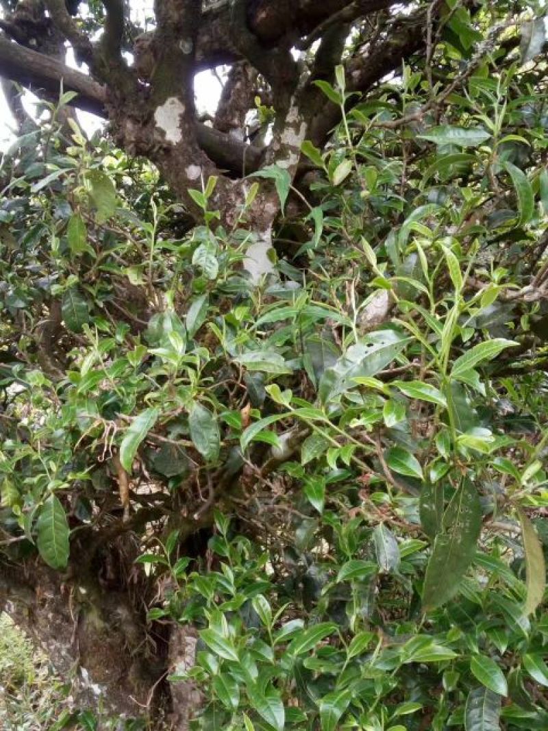 普洱茶一级