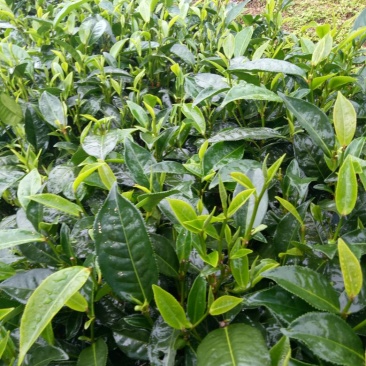 普洱茶特级