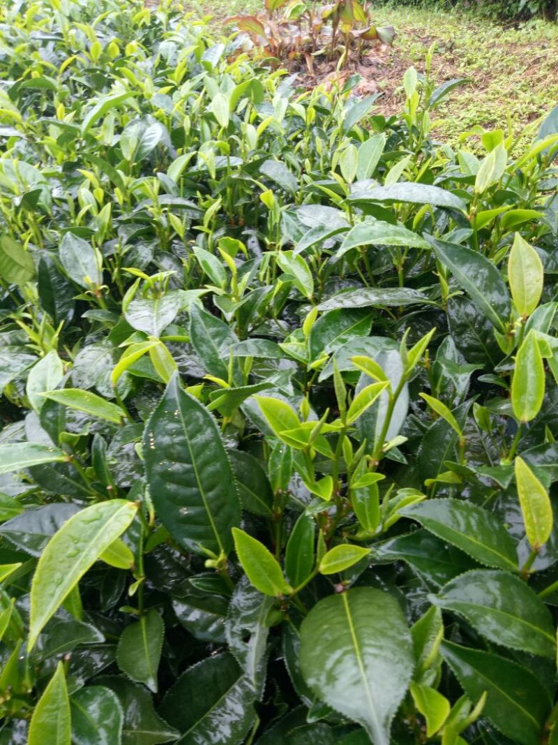 普洱茶特级