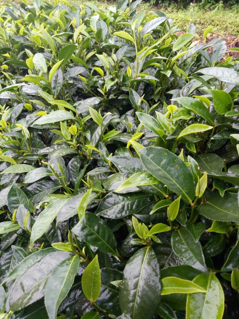 普洱茶特级