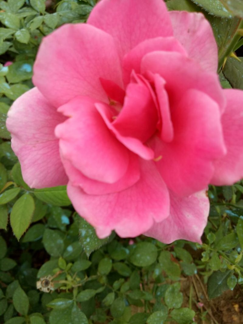 大花月季大花月季工程用苗
