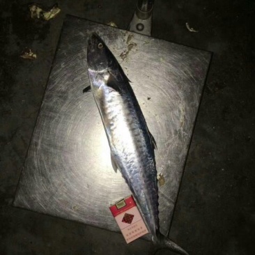 马鲛鱼