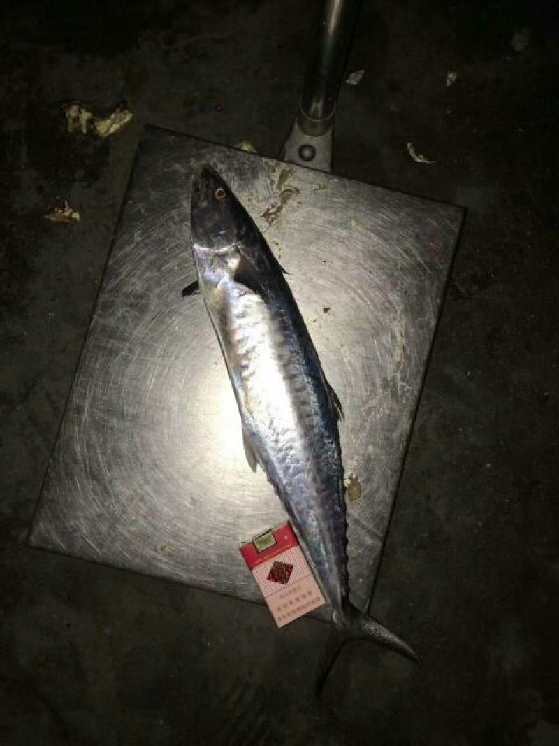 马鲛鱼