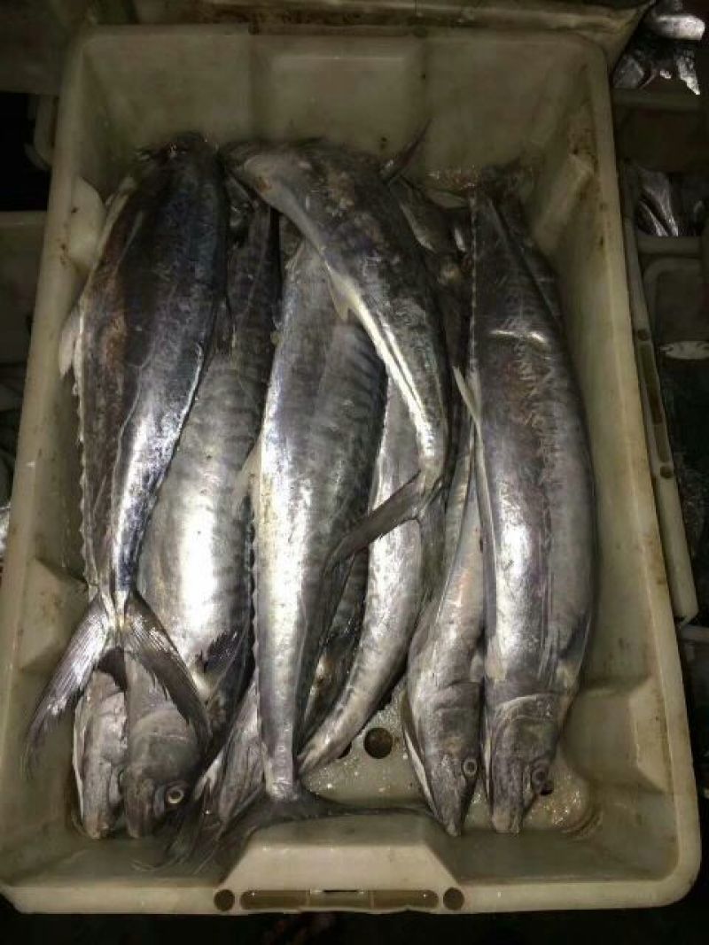 马鲛鱼