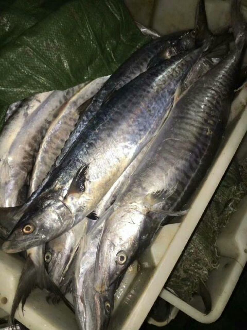 马鲛鱼