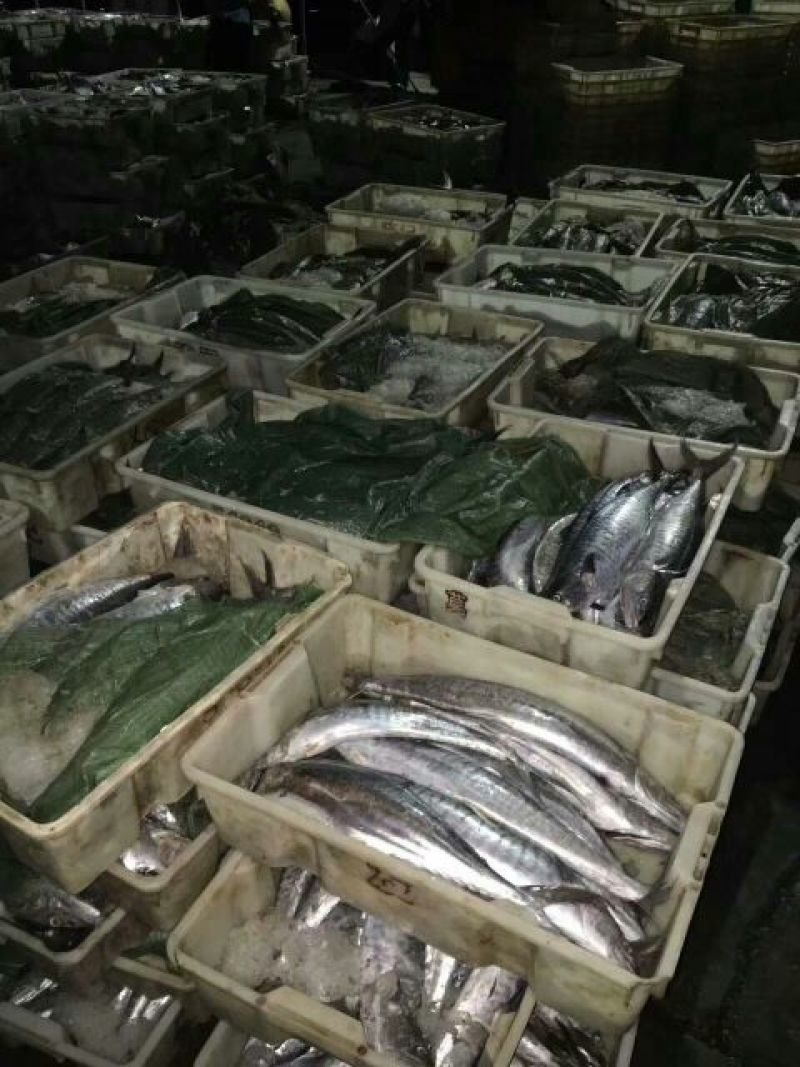 马鲛鱼