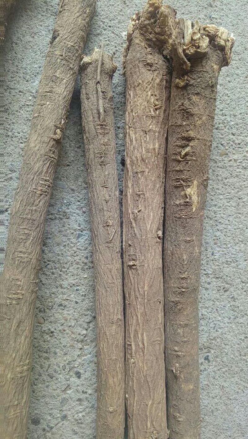 黄芪北芪节子够含量可切片