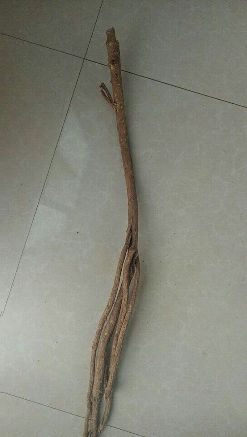 黄芪北芪节子够含量可切片