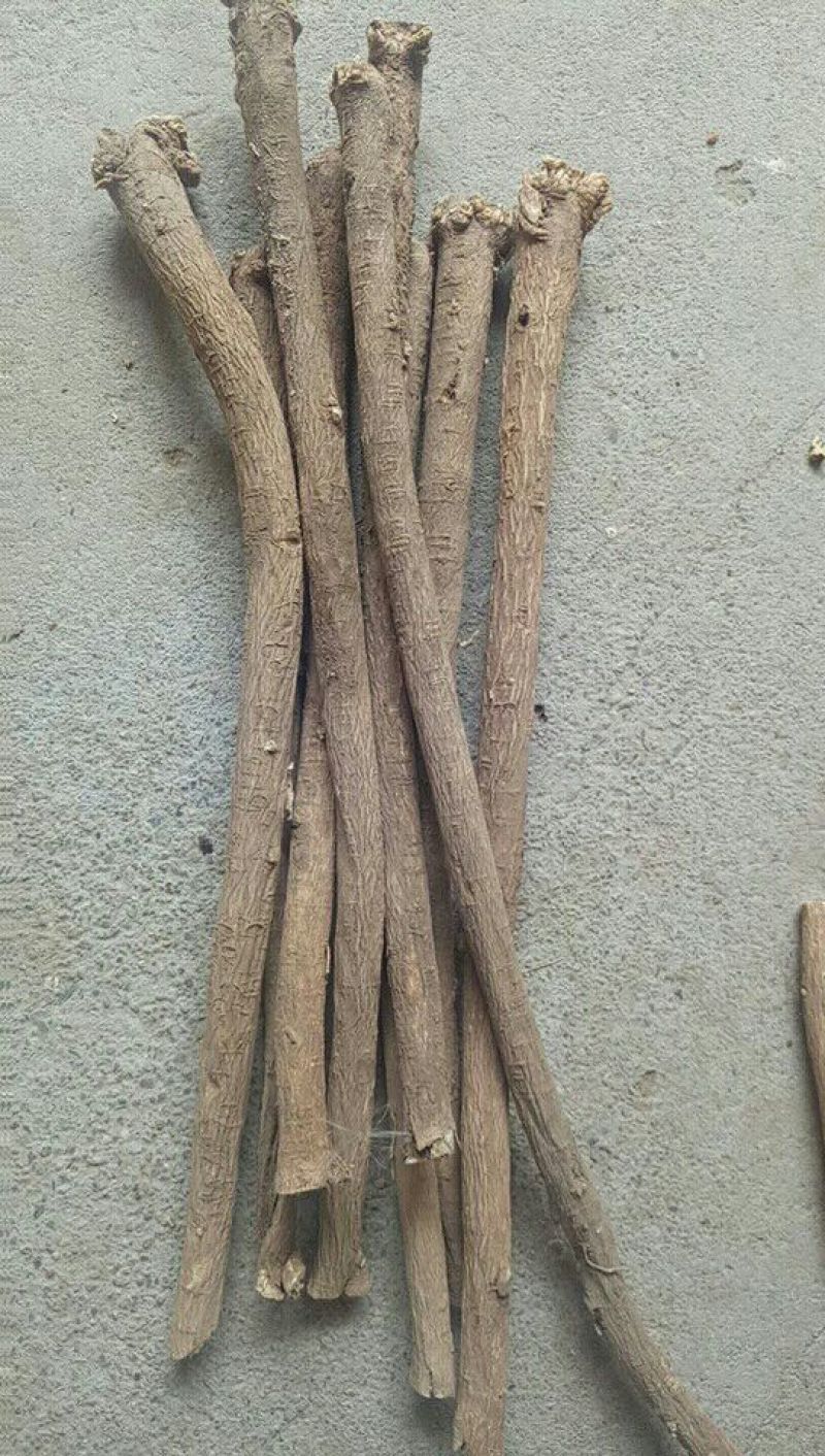 黄芪北芪节子够含量可切片