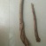 黄芪北芪节子够含量可切片