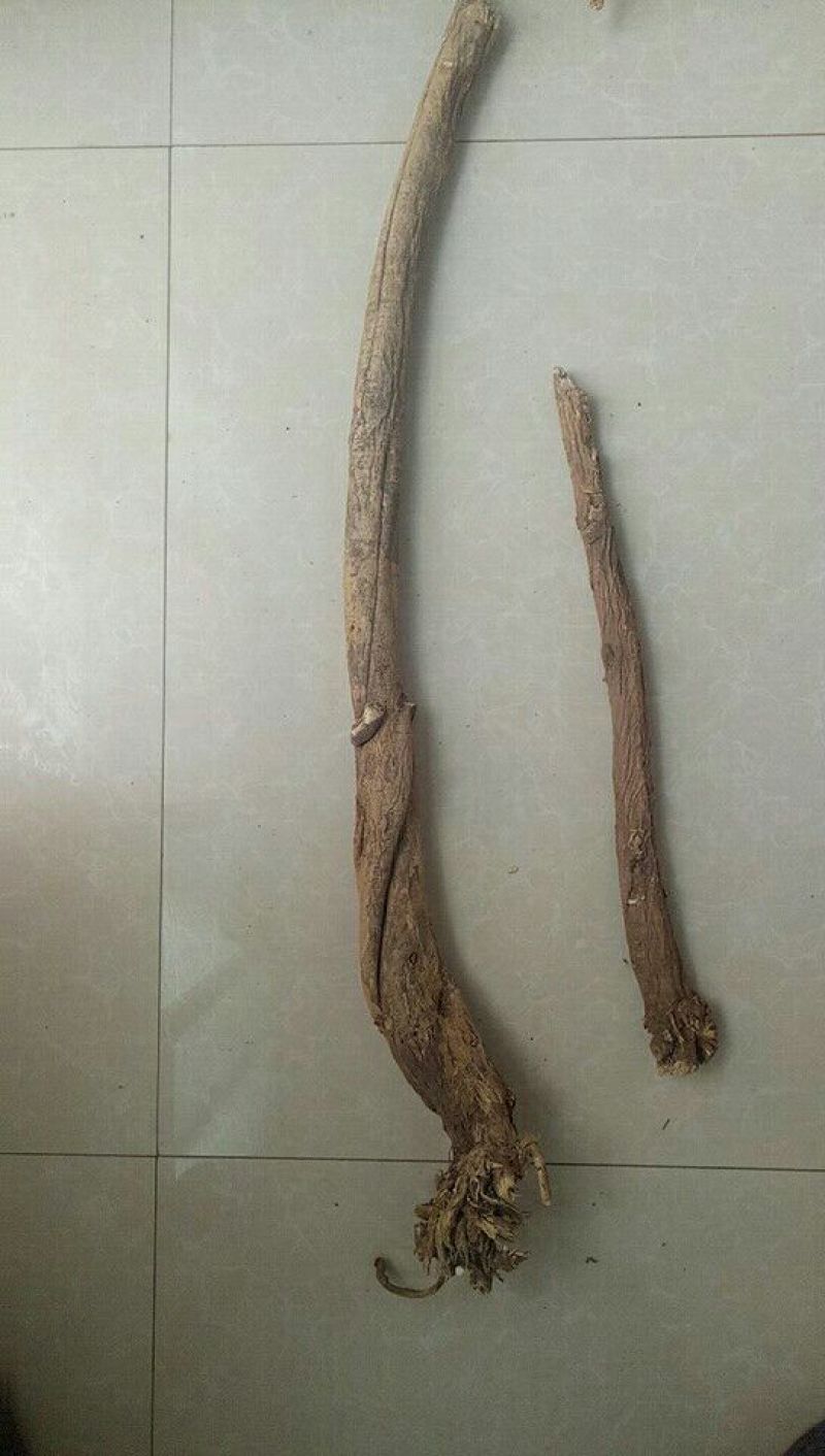 黄芪北芪节子够含量可切片