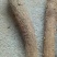 黄芪北芪节子够含量可切片