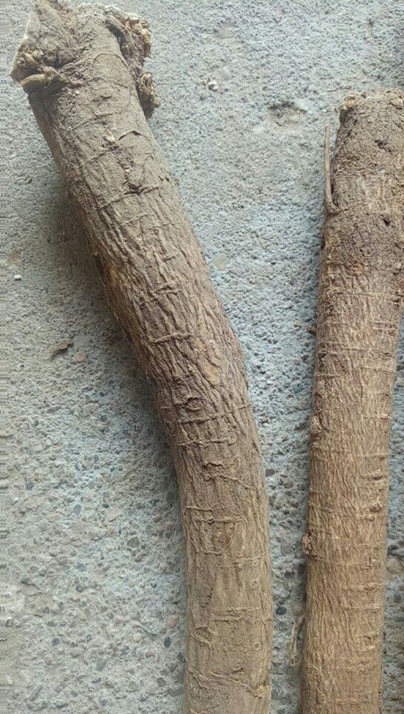 黄芪北芪节子够含量可切片