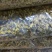 药用菊花散装