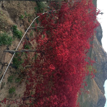 红枫庭院绿化景观树红舞姬盆景红枫庭院绿化红舞姬