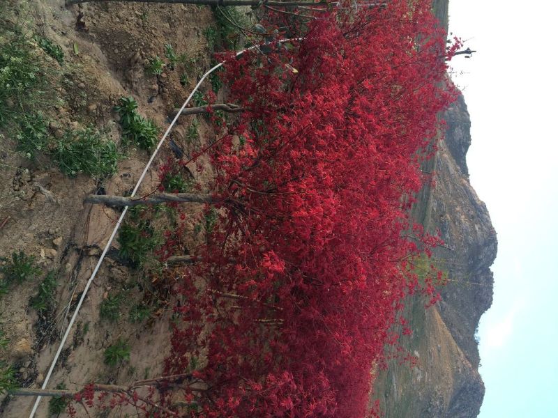 红枫庭院绿化景观树红舞姬盆景红枫庭院绿化红舞姬