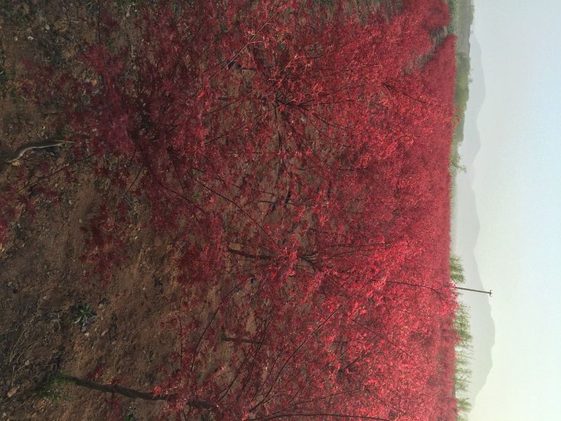 红枫庭院绿化景观树红舞姬盆景红枫庭院绿化红舞姬