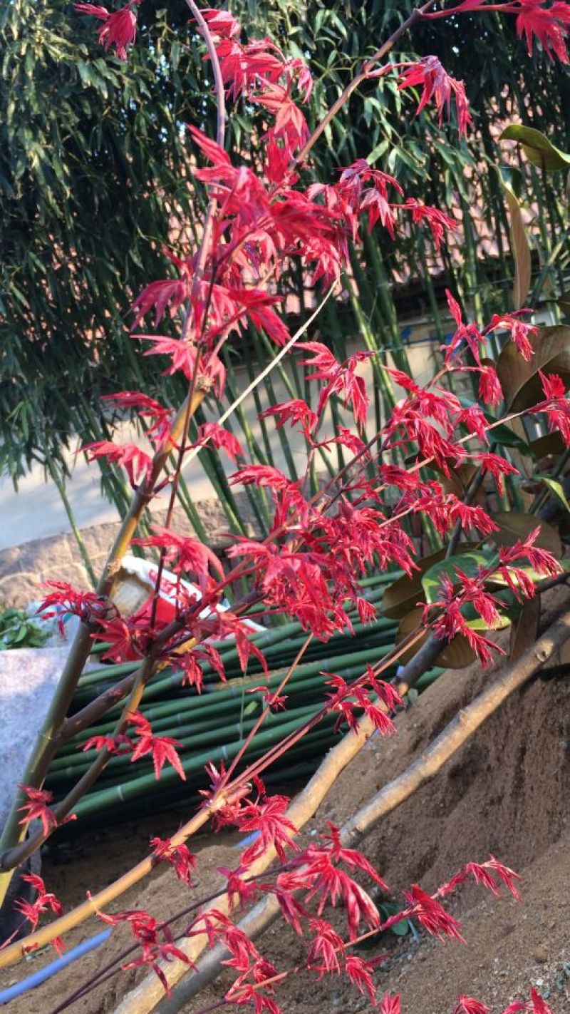 红枫庭院绿化景观树红舞姬盆景红枫庭院绿化红舞姬