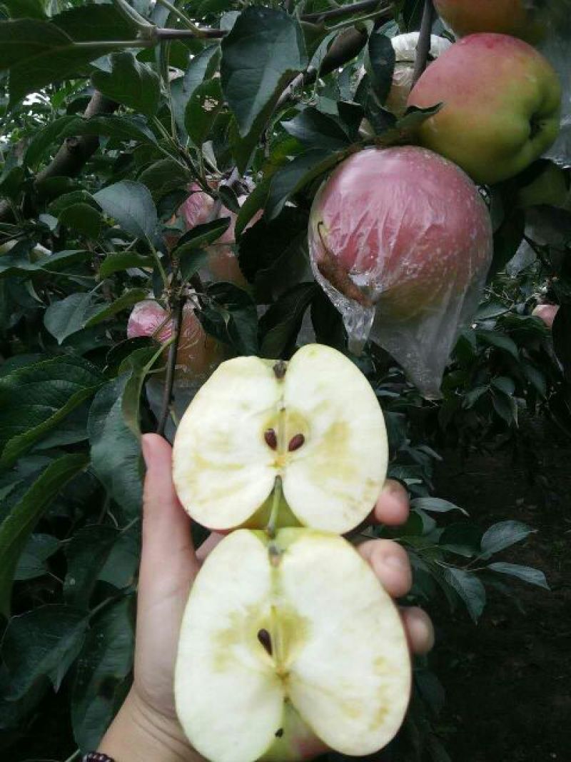 红露苹果75mm以上膜袋，大量批发全国发货诚信第一