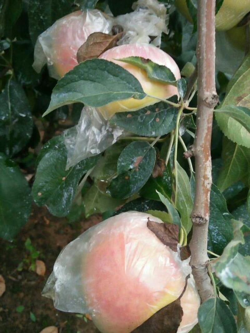 红露苹果75mm以上膜袋，大量批发全国发货诚信第一