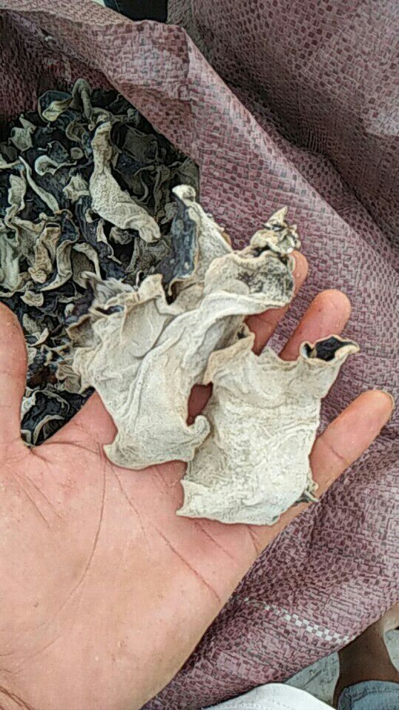 毛木耳一级