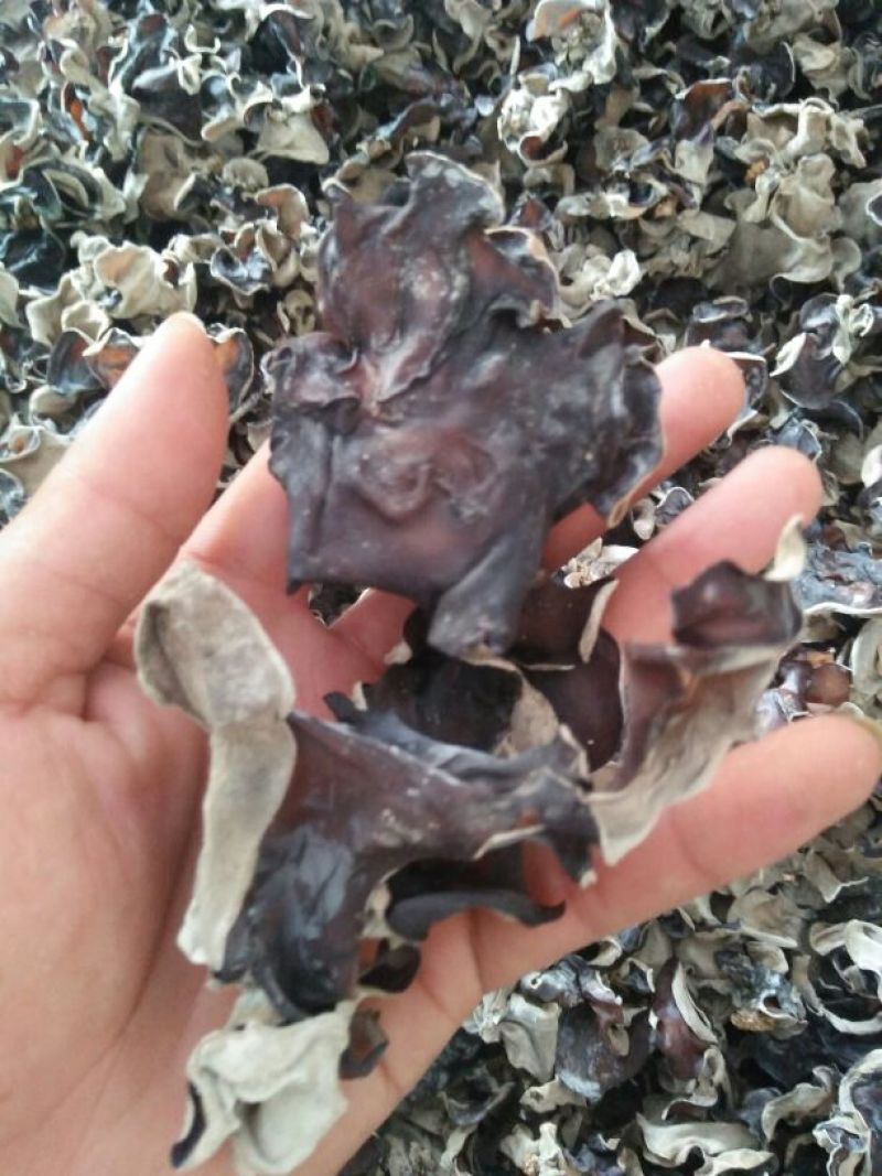 毛木耳一级