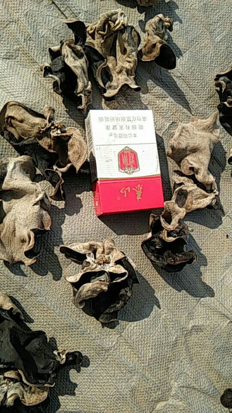 毛木耳一级