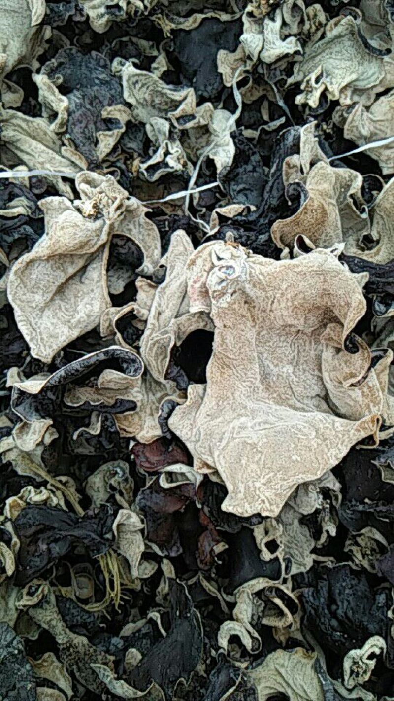 毛木耳一级