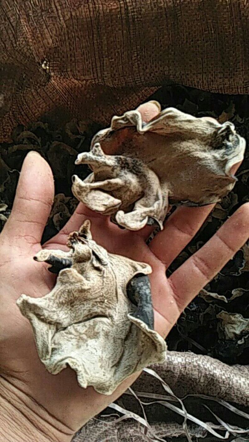 毛木耳一级