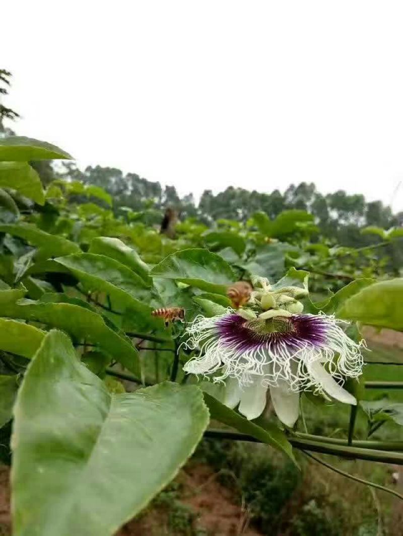 火龙果苗水泥柱