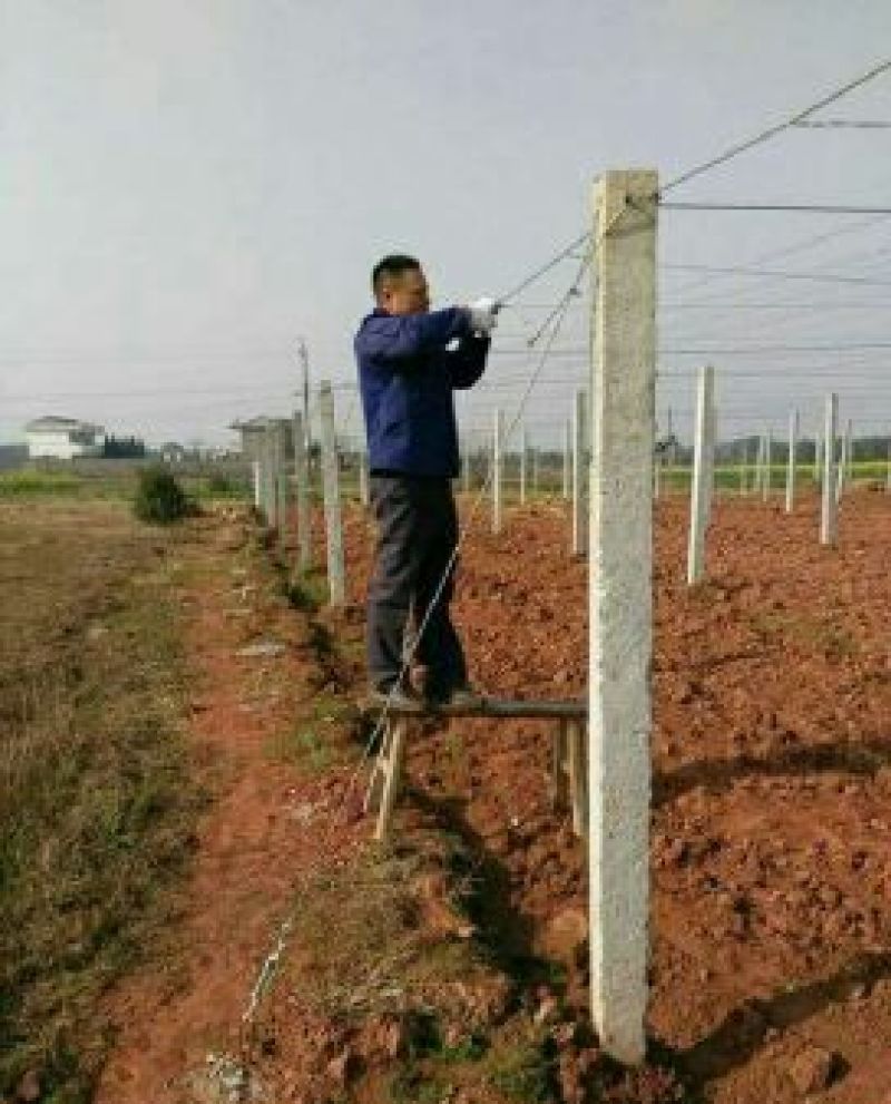 葡萄水泥柱